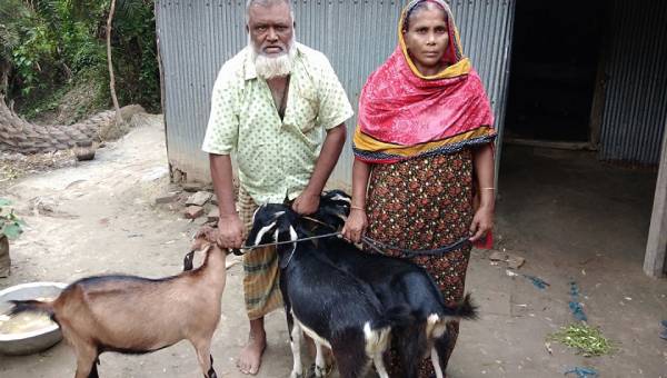 দশের যাকাতের টাকায় শাহানারার ছাগল পালন